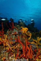 Colourful Reef Scenic, Cozumel by David Gilchrist 